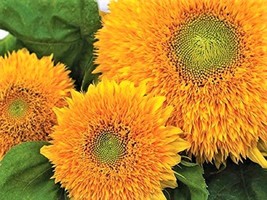50+ Seeds Teddy Bear Dwarf SunGold Sunflower Seeds - £10.21 GBP