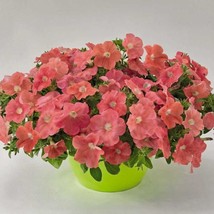 New Seeds 2R7D4 Petunia Seeds Success Salmon 100 Petunia Pelleted Seeds ... - £33.02 GBP