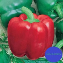 Pepper Seedssweetyolo Wonder L 200+ Heirloom Vegetable Seeds Non-Gmo Fresh Garde - £7.89 GBP