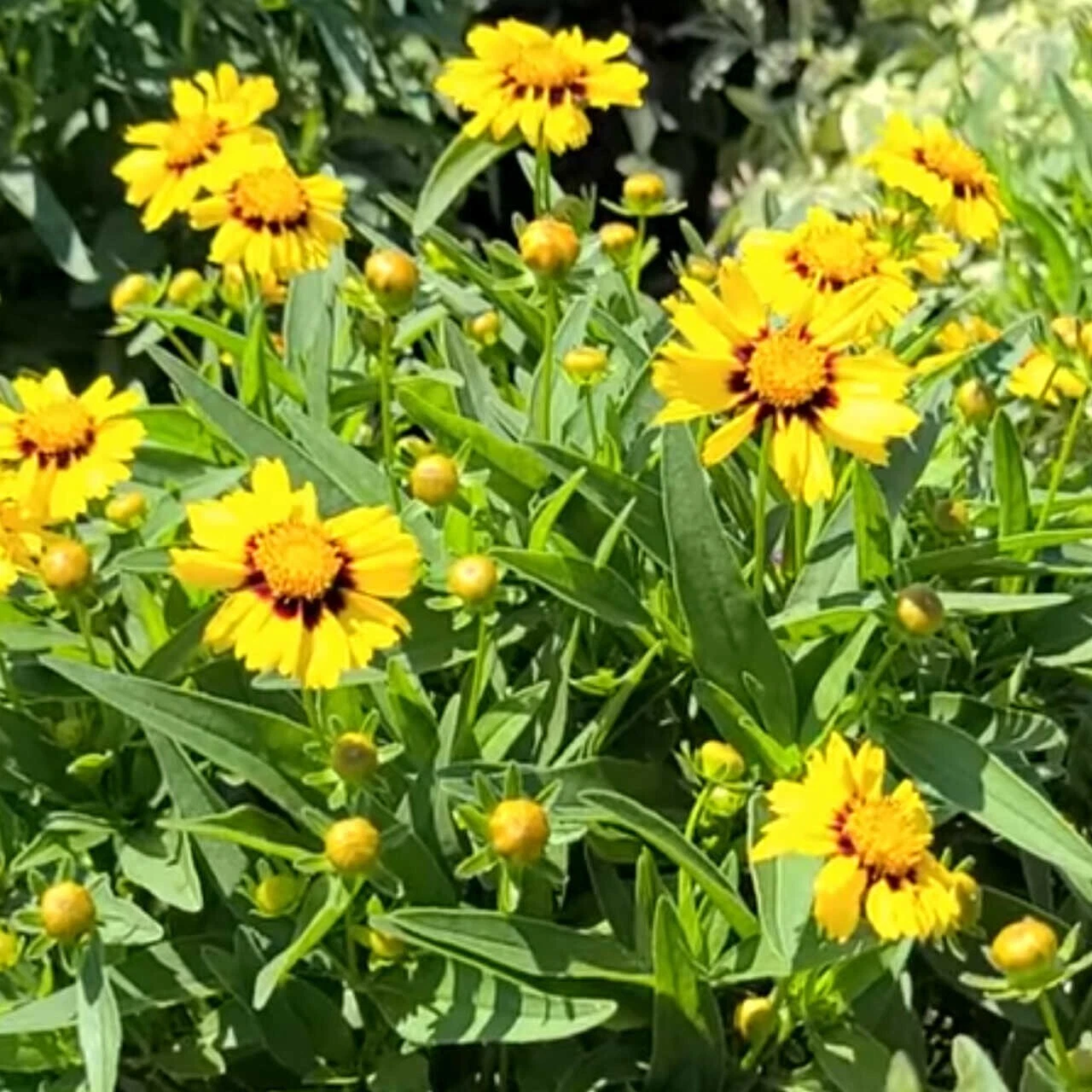 Coreopsis lanceolata &#39;Sterntaler&#39; Tickseed - Live Flowering Perennial Pl... - $32.85