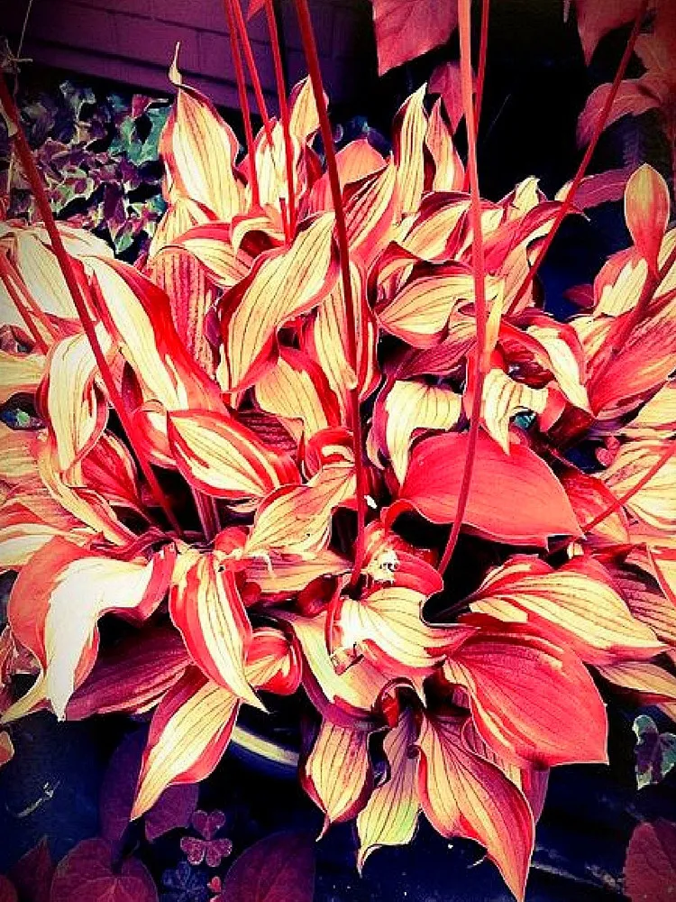 150 Eye-Catching Hosta Seeds: Red and Gold Stripe Pattern - $8.98