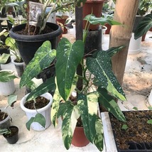 Real Pict Big Size Philodendron Domesticum Variegated Free Phytosanitary Certifi - £221.17 GBP