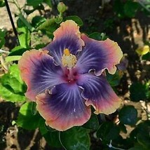 20 Purple Blue Pink Hibiscus Flowers Flower Bloom Perennial Seeds - $18.99