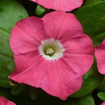 150 Pelleted Petunia Seeds Carpet Rose FLOWER SEEDS - Outdoor Living - £45.66 GBP