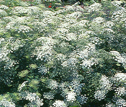 BISHOP&#39;S FLOWER Ammi Majus Seeds - 10,000 Bulk Seeds - $31.18