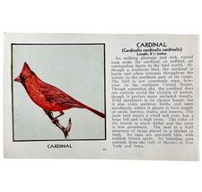Cardinal Bird Print 1931 Blue Book Birds Of America Antique Art PCBG13C - $35.02 CAD
