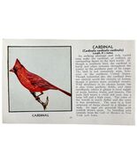 Cardinal Bird Print 1931 Blue Book Birds Of America Antique Art PCBG13C - $35.02 CAD
