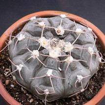 10 pcs Gymnocalycium Prochazkianum Seeds Rare Cactus Succulent Plants FRESH SEED - £6.94 GBP