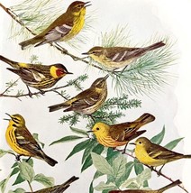Warbler Varieties #3 1936 Bird Lithograph Color Plate Print DWU12C - $24.99