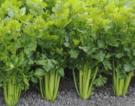 2000 Seeds Celery Tall Utah Crisp Tender Texture Fresh Heirloom - £7.75 GBP