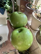 5 Green Apple Granny Smith Seeds Fruit Tree Organic Homegrown Heirloom Edibl - $12.00
