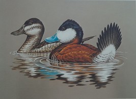 Ruddy Ducks by John S. Wilson - 1981-82 Federal Duck Stamp Print Artist Signed w - £95.92 GBP