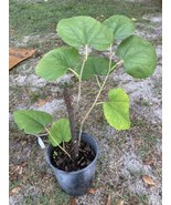 Black Mulberry Tree Live Plant 7” Tall In One Gallon Pot - £15.55 GBP