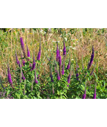 100 Purple Tails Wood Sage Teucrium Hyrcanicum Germander Herb Purple Flo... - $14.65