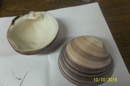 Ocean Sea Shell Cardium Maxima Heavy Cockle (Single One Side) Shell Lot Of 2 - £6.82 GBP