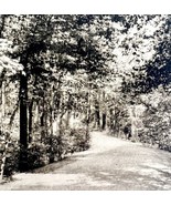 Poland Springs Shaded Road Landscape Maine 1924 Gravure Print Antique DWT8A - £27.29 GBP