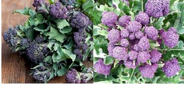 7500 Broccoli Seeds - Purple Sprouting Plant Seeds Free Shipping - £30.36 GBP