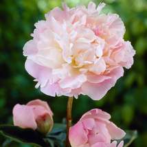 1 bulbs Peony Lady Alexandra Duff Plant, Flower Plant Houseplant Outdoor... - $47.74