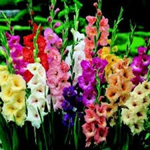 Gladiolus, Bulb (10 Pack) Mixed Pastel, Mixed Pastel Perennial Gladiolus Bulbs - £8.67 GBP