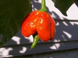 10 Pcs Trinidad Scorpion Butch T Chile Pepper Seeds #MNHG - £13.18 GBP
