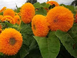 Teddy Bear Sunflower, Garden Flowers, Sungold Dwarf Sun Flower Seed - $9.99