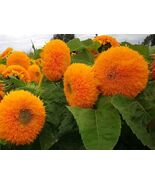 Teddy Bear Sunflower, Garden Flowers, Sungold Dwarf Sun Flower Seed - $9.99