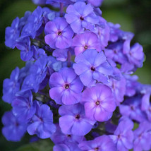 100 Beauty Blue Phlox Seeds Planting US Seller Fast Shipping - £4.23 GBP