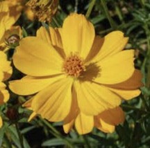 50 Yellow Cosmos Seeds Hand Picked Grown In Usa Gardening - $7.60