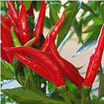Thai Dragon Hot Peppers Seeds 25+ Seeds More Heirloom Organic Non Gmo Fresh - £8.50 GBP