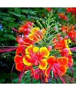 5 MEXICAN RED BIRD of PARADISE SEEDS (C. Pulcherrima) DWARF POINCIANA Fl... - $24.55 CAD
