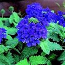 Thjar 35+ Verbena Blue Lagoon Perennial Flower Seeds / Deer Resistant - £5.55 GBP