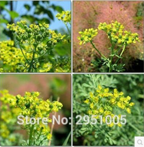 Goodidea 10pcs/lot Rue Lithuanian Flowers,can Drive Flies, Vanilla Flowers,Court - $5.95