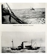 Whale Catcher In Heavy Sea 1926 Nautical Antique Print Whale Hunting DWW4B - $379.94 MXN