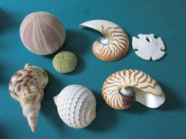 Shell Shells Shells Lots Of Shells Lot A-B-C Pick One - £84.62 GBP