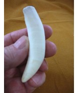 (G376-237) 3-1/2&quot; GATOR Alligator Aligator Tooth TEETH for jewelry BIG l... - €77,03 EUR