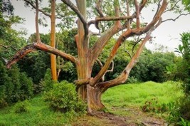 5 Pcs Rainbow Eucalyptus Tree Seeds Indonesian Gum Mindanao Sarassa - £4.78 GBP