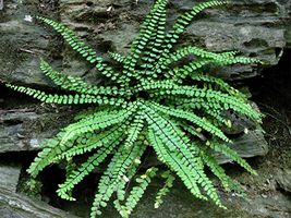 10 Maidenhair SPLEENWORT fern rhizome Asplenium platyneuron image 3