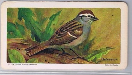 Brooke Bond Red Rose Tea Card #45 Chipping Sparrow Canadian American Son... - £0.73 GBP