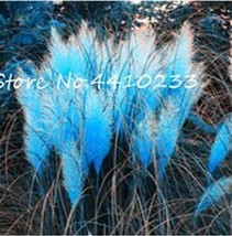 500 Of Pampas Grass Seeds - Sky Blue Color - $11.37