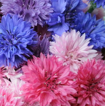 Cotton Candy Mix Tall Bachelor Button Edible Wild Flower Cornflower Garden Usa S - £7.56 GBP