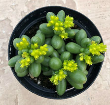 Sedum hernandezii 1 thumb200