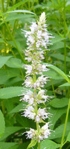 FREE SHIPPING Agastache rugosa Alba Liquorice White Anise Hyssop Snow Spike 10 S - £14.17 GBP
