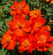 FA Store 100 Seeds Cosmos Dwarf Red 9-12” Tall Blooms All Season Butterflies Bee - £7.92 GBP