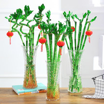 BELLFARM 50 pcs Lucky Bamboo Seeds Home Garden Decoration Perennial Indoor Plant - £3.58 GBP