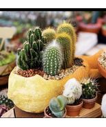 25 semillas de cactus domésticos mixtas - $12.86