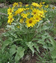 VP Balsam Root Arrowleaf Balsamroot Wild Sunflower 25 Seeds  - £1.88 GBP