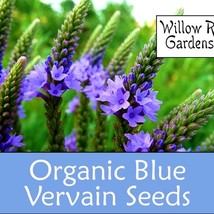 New Organic Blue Vervain Seeds Verbana Hastata 100 Seeds Herb Seeds Fresh Garden - £7.88 GBP