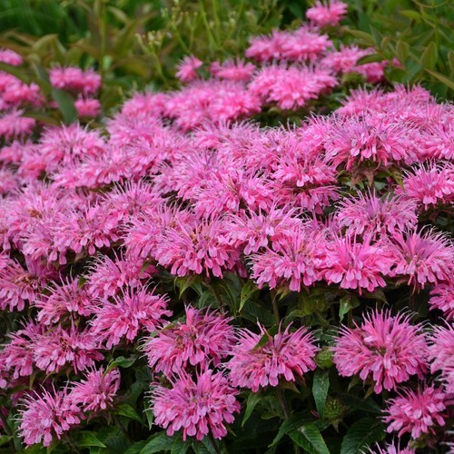 SEPTH 5 live pink monarda bee balm  starter PLANTS Bergamot Perennial Bu... - $7.48