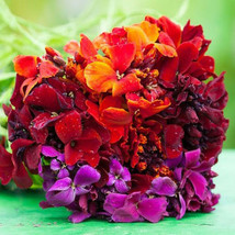 US Seller 200 Seeds Wallflower Passion Mix Red Orange Fragrant Biennial Pollinat - £7.99 GBP