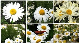 Wild Perennial Daisy Large Blooms 100 Seeds Grown Fresh Garden USA SELLER - $8.97